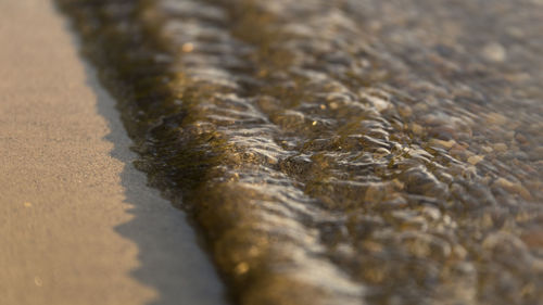 Close-up of lizard on beach