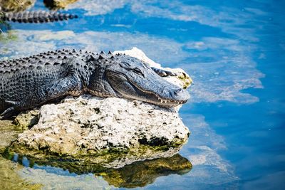 Gator in the glades