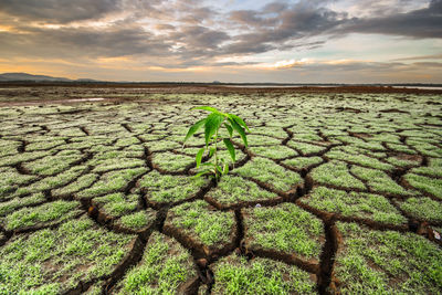 Plant growing on cracked landscape against cloudy sky during sunset