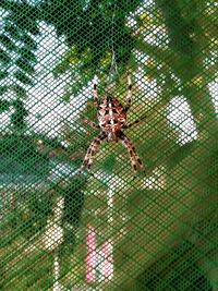 Close-up of spider on tree