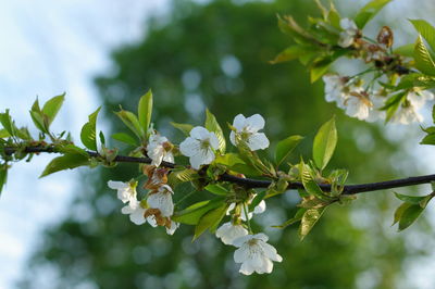 Close-up of white cherry blossom tree