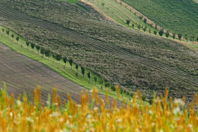 Scenic view of vineyard