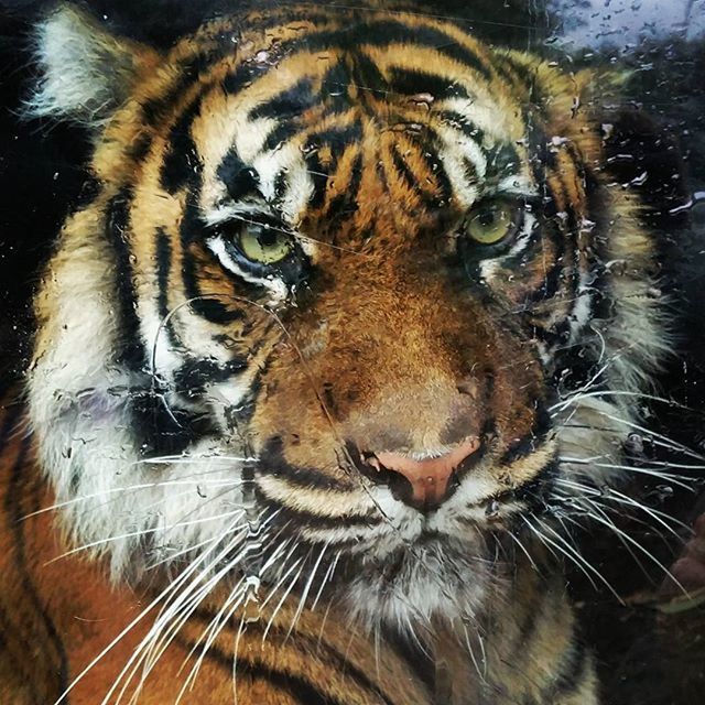 CLOSE-UP PORTRAIT OF LION