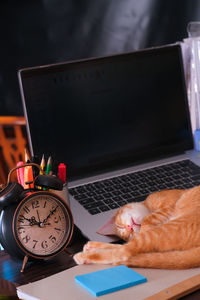 Cat sleeping on table by laptop