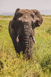 Elephant on field