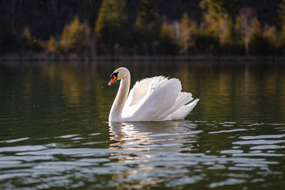 Swans swimming in lake