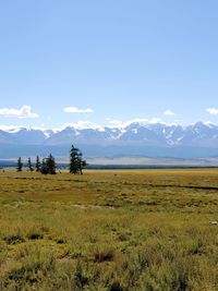 Scenic view of field against sky