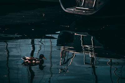 High angle view of ducks swimming on lake