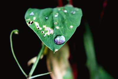 Close-up of raindrops on leaf