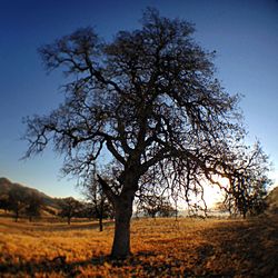 Bare trees on field