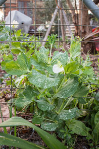 Close-up of plants growing on field