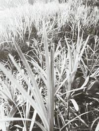 Close-up of plants on field