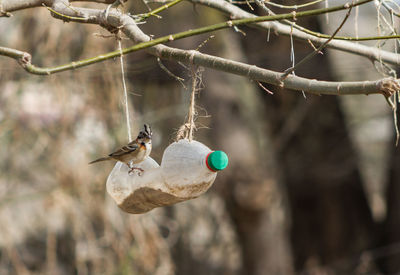 Close-up of bird perching on branch