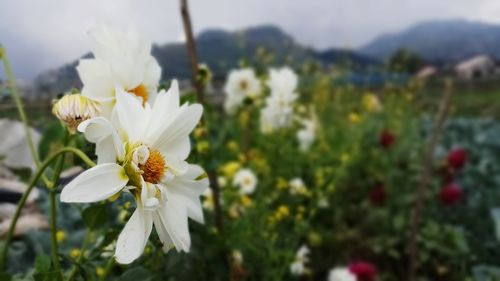 Close-up of white flowers blooming outdoors