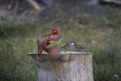 Male cardinal chasing another male away from the seed