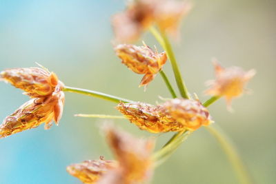 Close-up of flowering plants against blurred background