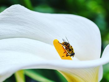 Close-up of insect on white flower