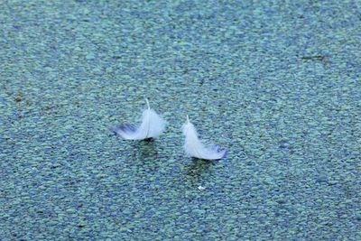 High angle view of seagull