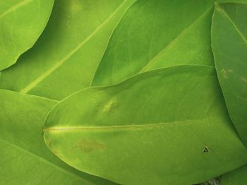 Full frame shot of green leaves