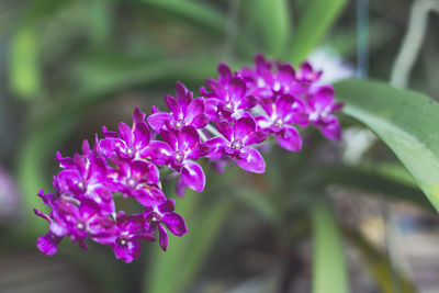 Close-up of pink flowering plant