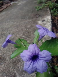 Close-up of purple flowers blooming outdoors