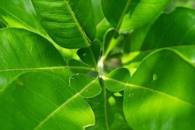 Full frame shot of green leaves