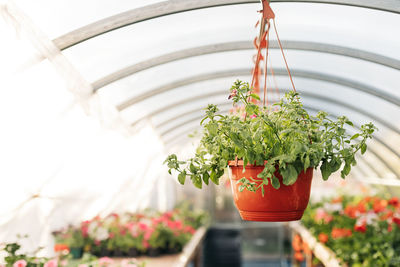 Decorative vases with petunia flowers are located in the greenhouse