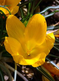 Close-up of yellow flower blooming outdoors