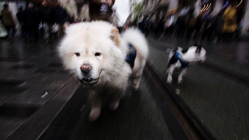 Dog running on street in city