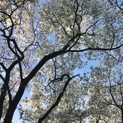 Low angle view of tree against sky