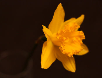 Close-up of flower over black background