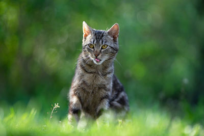 Cat looking away