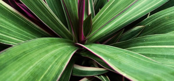 Full frame shot of palm leaves