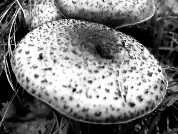 High angle view of mushroom growing on plant