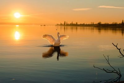 Bird flying over lake against sky during sunset
