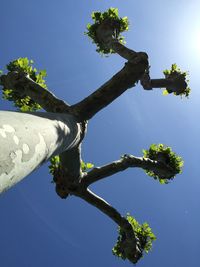 Low angle view of trees against clear blue sky