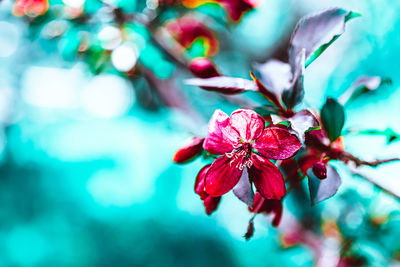 Close-up of red flowering plant