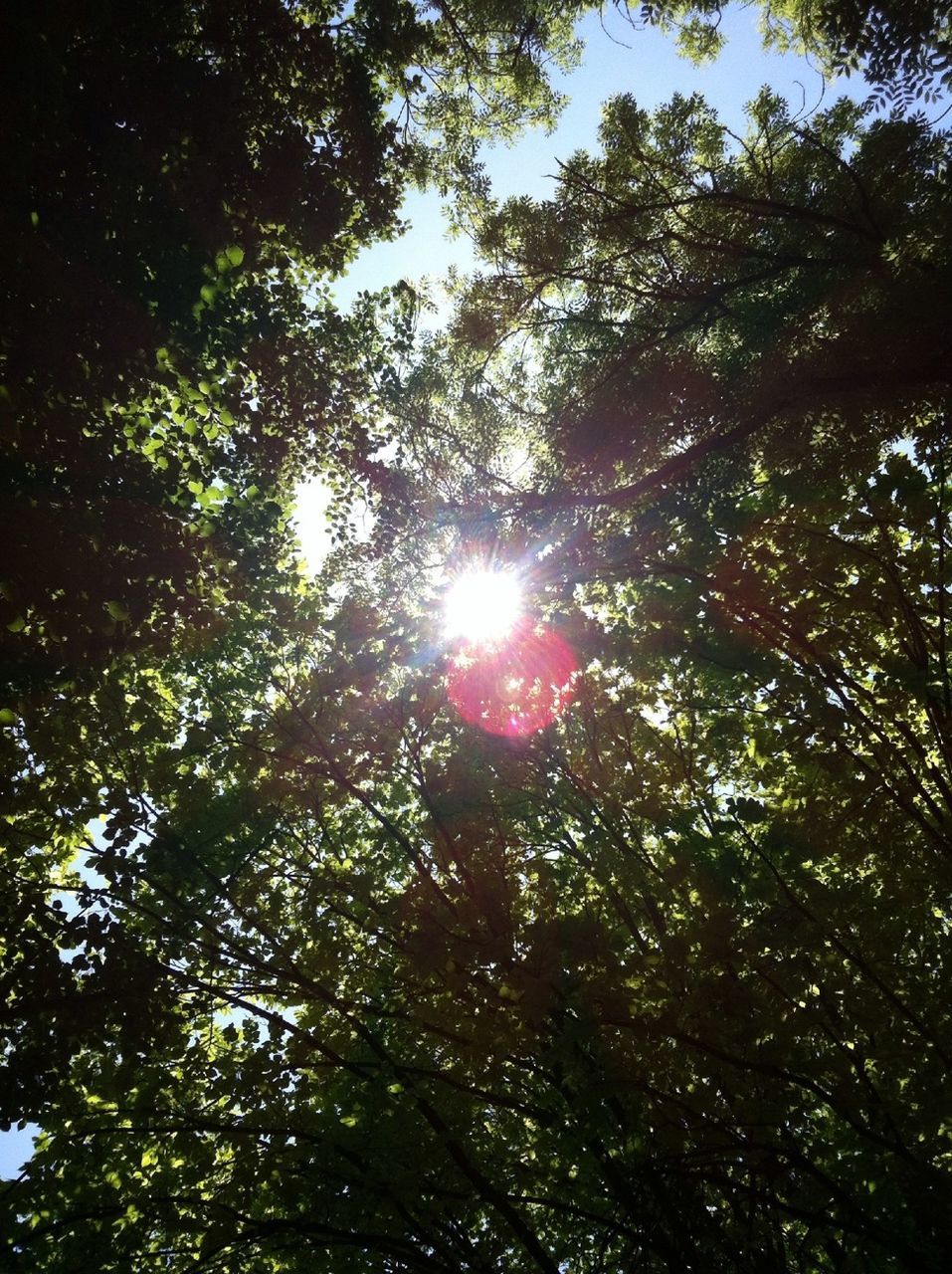 tree, low angle view, sun, growth, sunlight, tranquility, sunbeam, branch, lens flare, nature, beauty in nature, sky, scenics, tranquil scene, forest, day, sunny, back lit, backgrounds, tree trunk