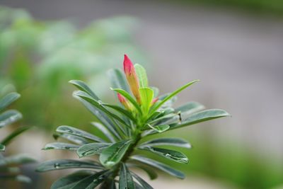 Close-up of plant leaves