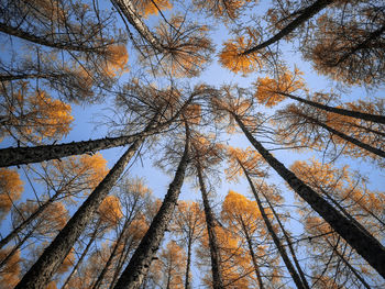 Low angle view of trees in forest against sky