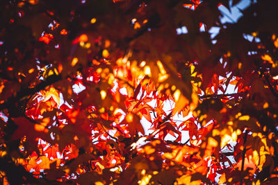 Full frame shot of maple tree during autumn