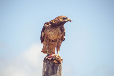 Low angle view of eagle feeding on prey at wooden pole against clear sky