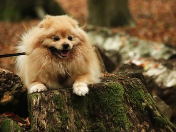 Close-up portrait of a dog on tree trunk