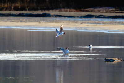 Seagull flying over the lake
