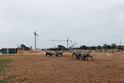 View of horses on field against sky