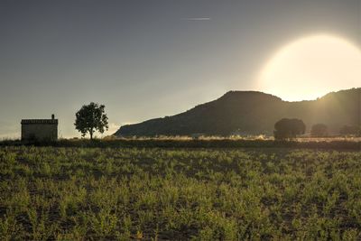 Scenic view of field against sky