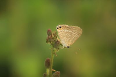 Close-up of butterfly on flower