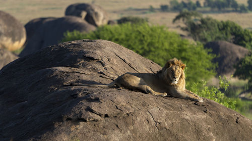 A young male lion is enjoying the morning sun from a rock