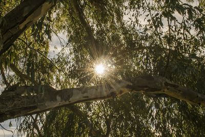 Low angle view of sunlight streaming through trees in forest