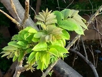 Close-up of potted plant